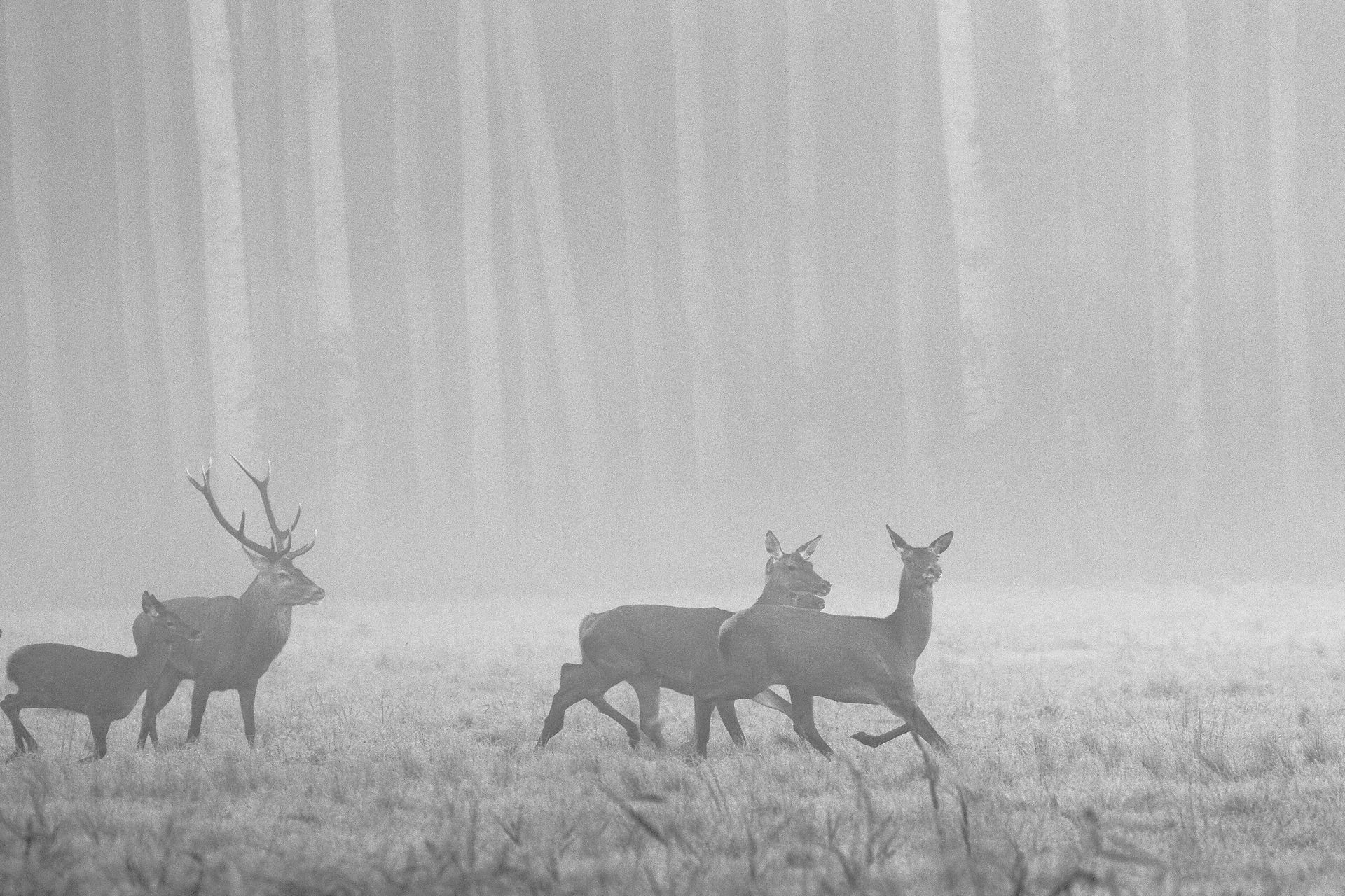Cerfs et biches avec forêt en fond