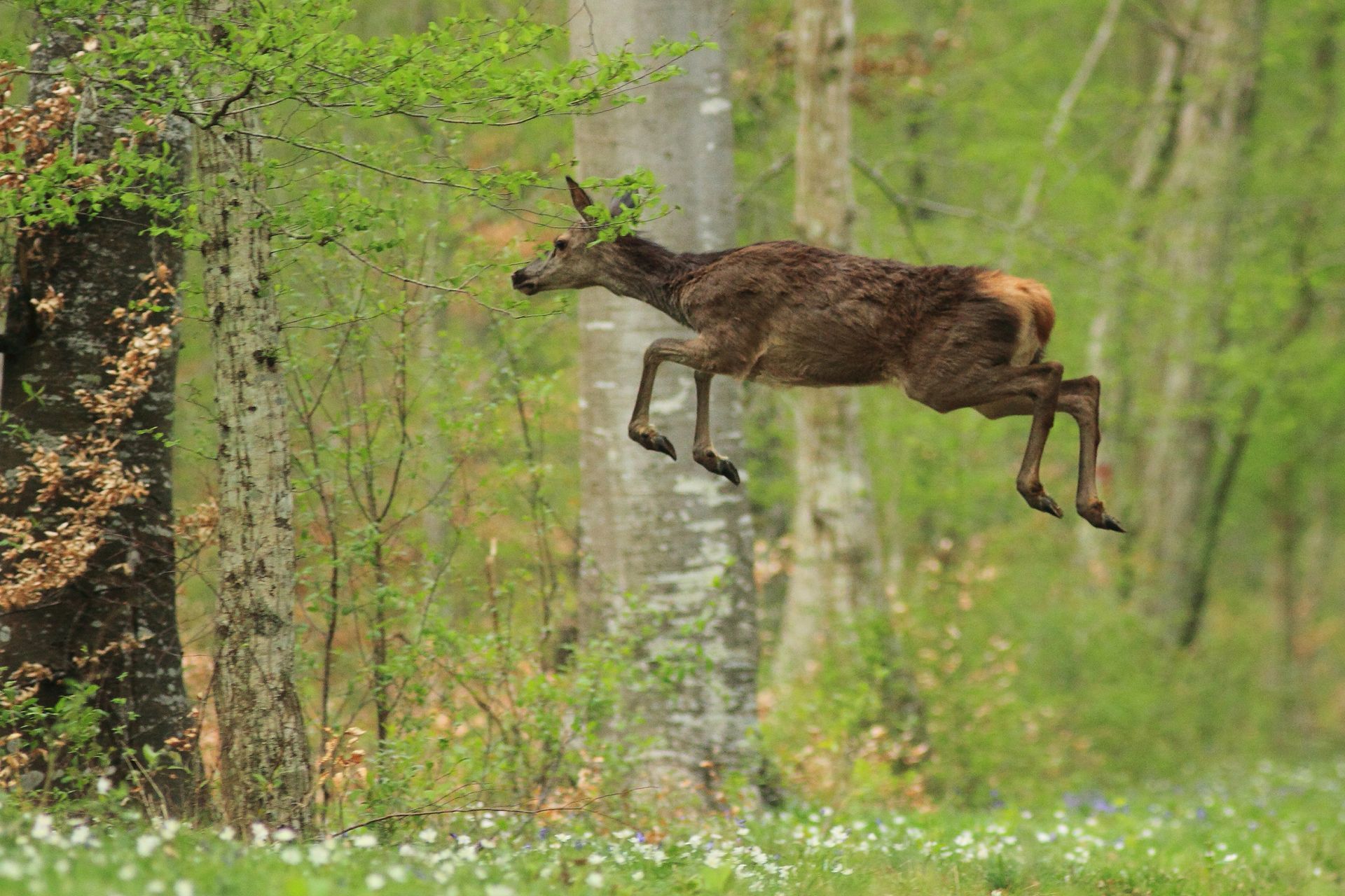 Biche courant dans l'herbe