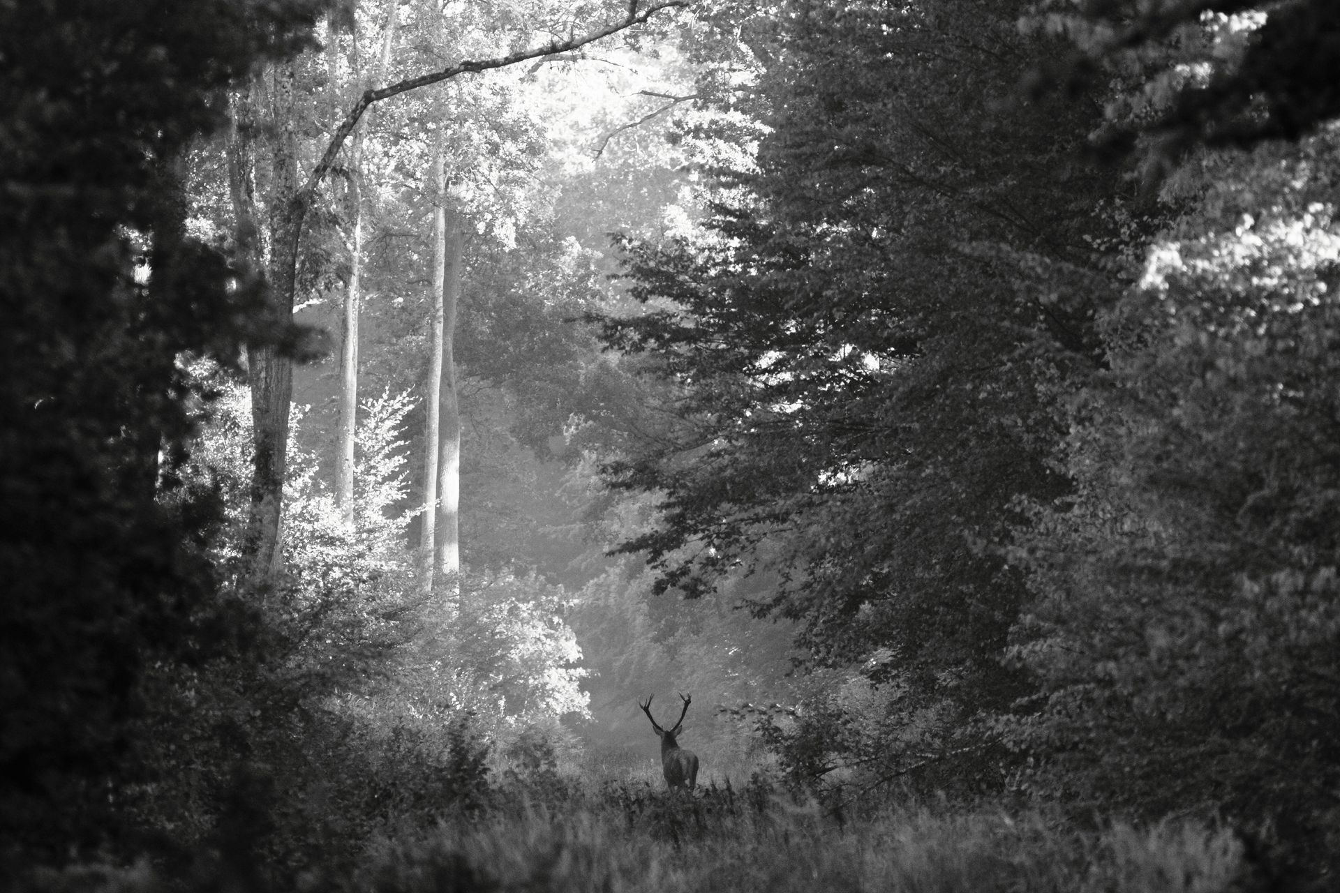 Cerf au cœur d'une forêt en noir et blanc