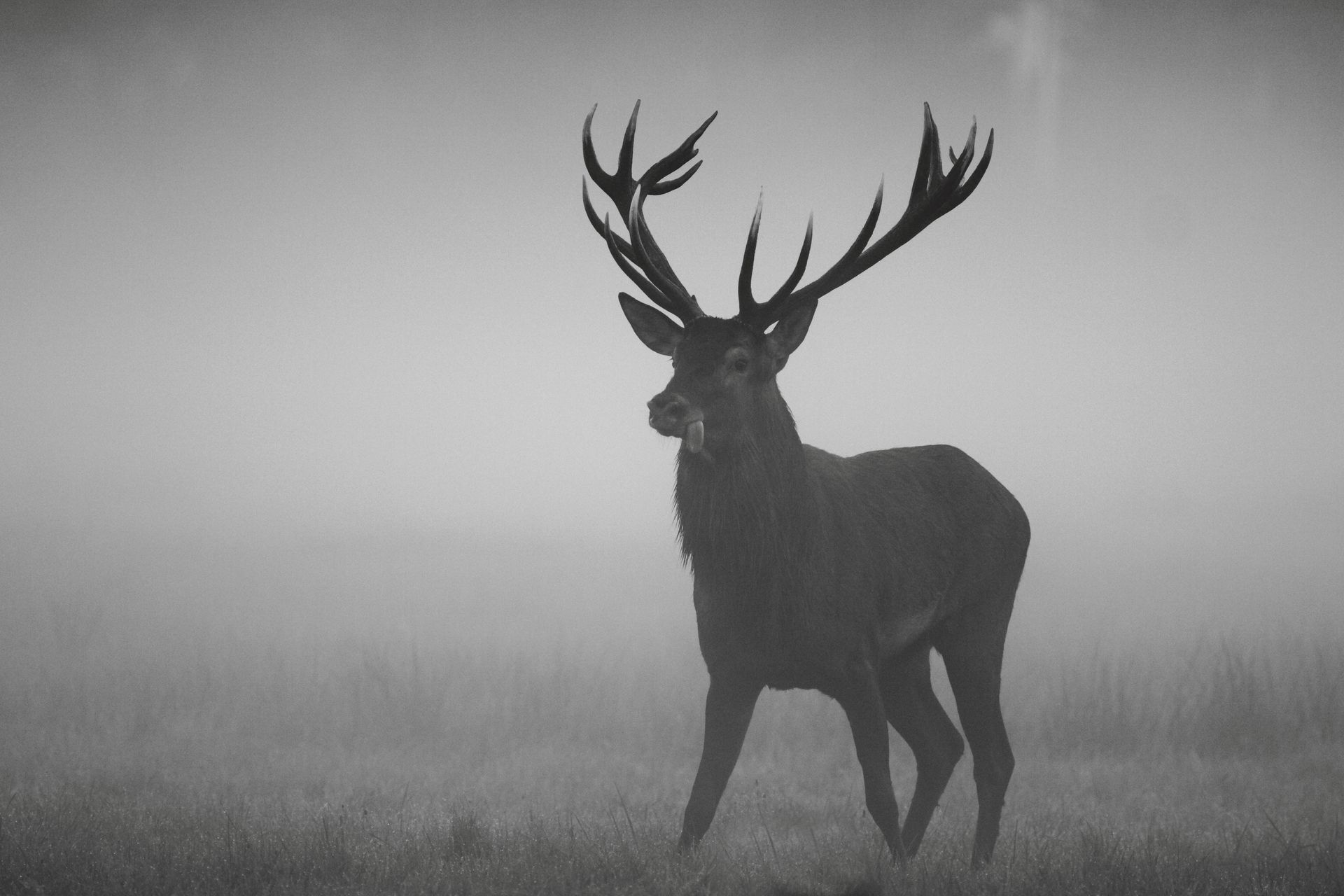 Cerf en noirr et blanc