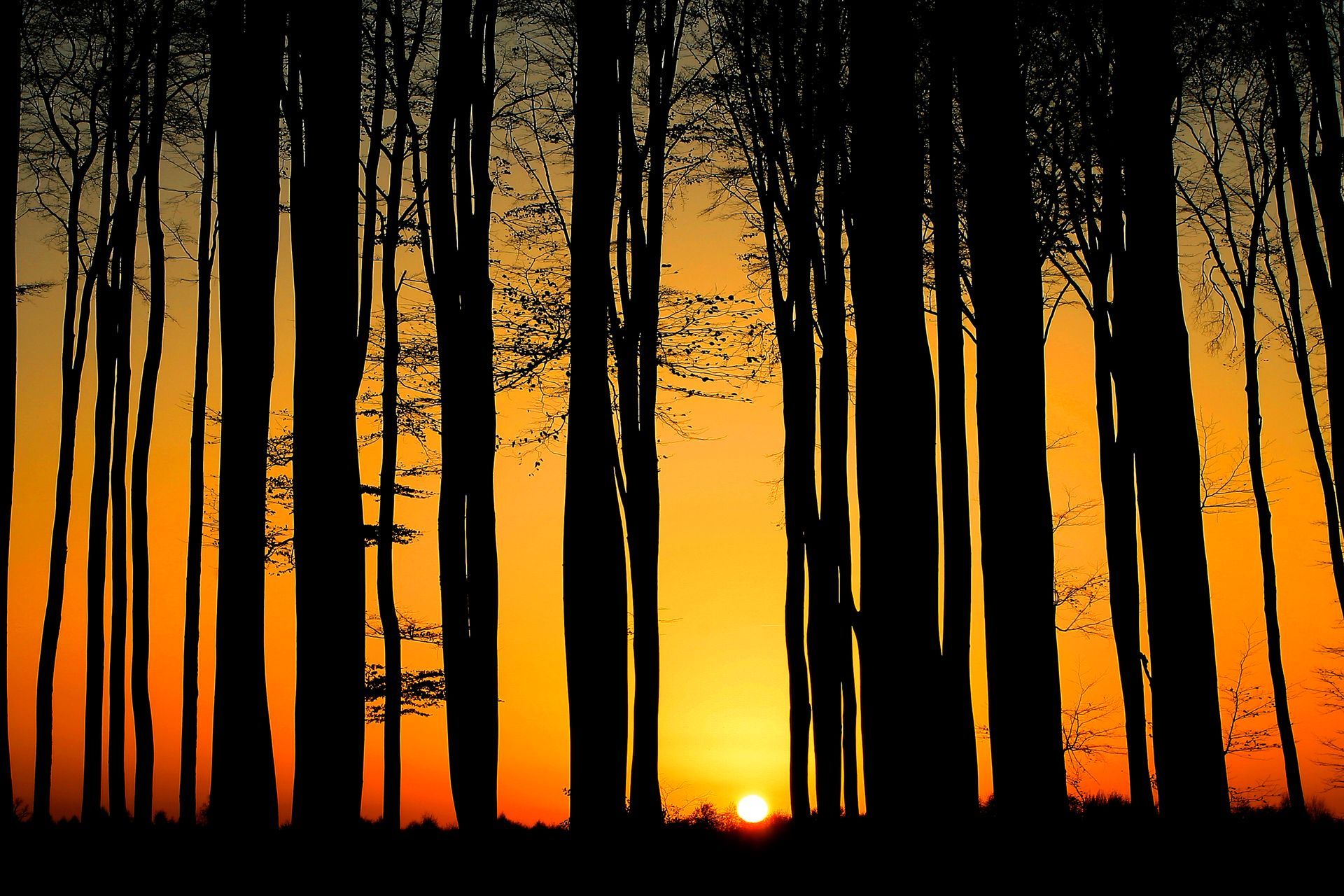 Forêt au coucher du soleil