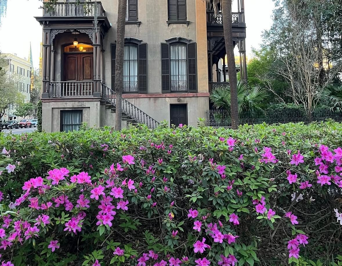 Azaleas blooming Historic Downtown Savannah Georgia