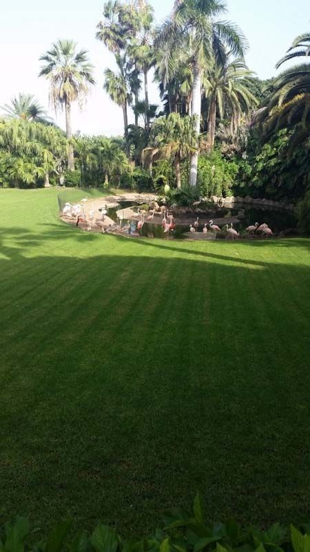 Un exuberante césped verde con palmeras al fondo.