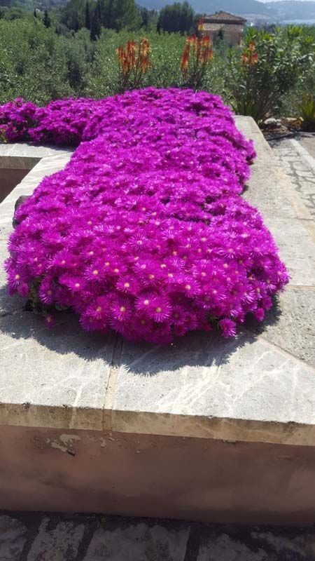 Un ramo de flores violetas crece en un muro de piedra.
