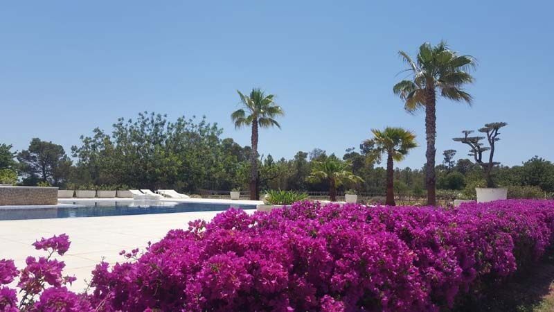 Una piscina rodeada de flores violetas y palmeras.