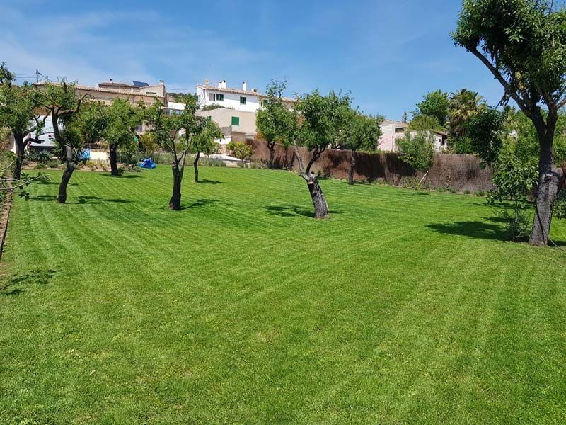 Un exuberante campo verde con árboles y casas al fondo.