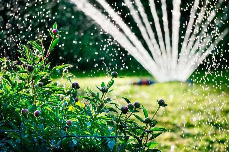 Un aspersor está rociando agua sobre un césped verde y exuberante.