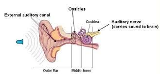 Un diagrama del interior de un oído que muestra el nervio auditivo que lleva el sonido al cerebro.