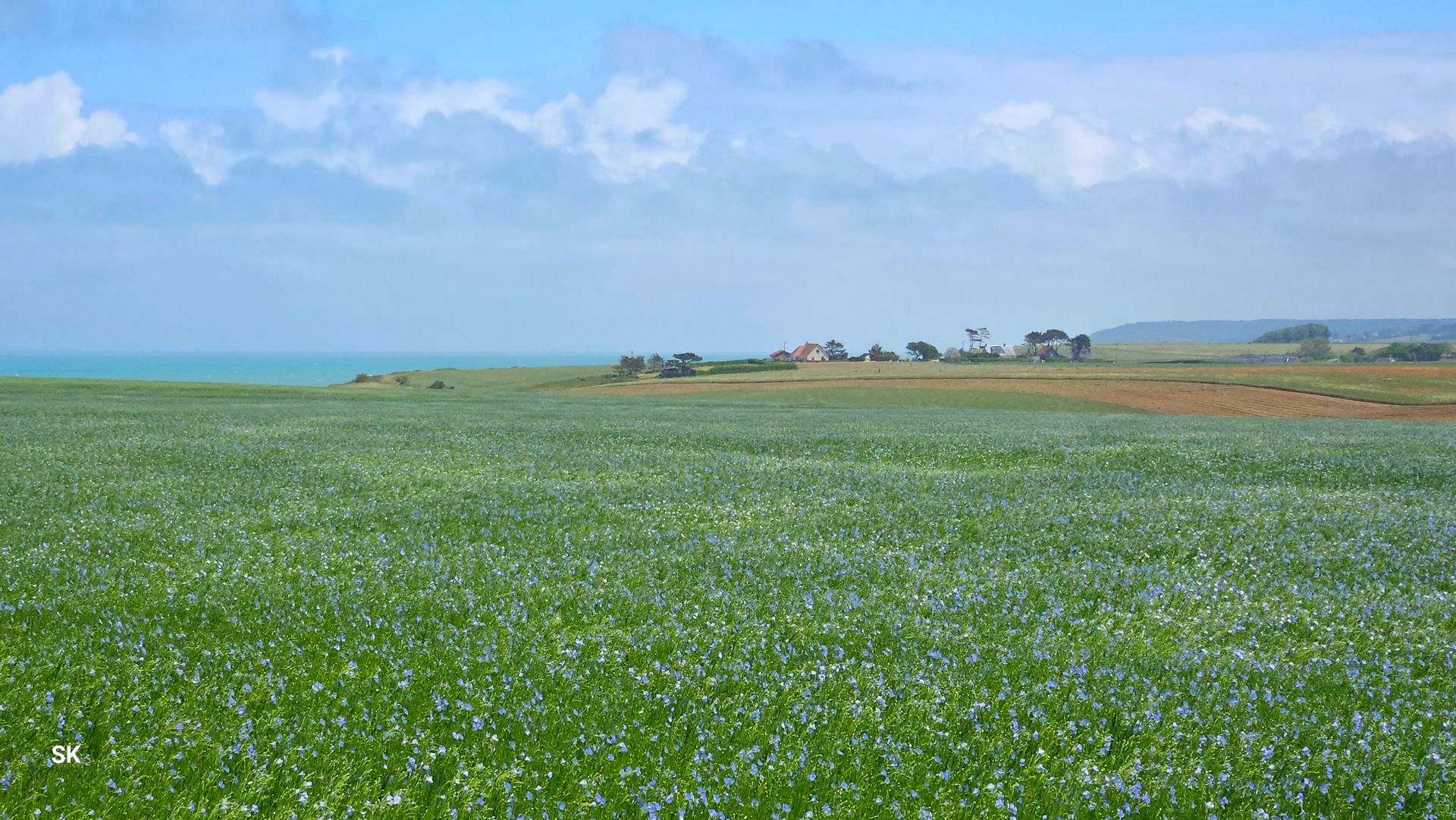 Flachsfeld in der Normandie