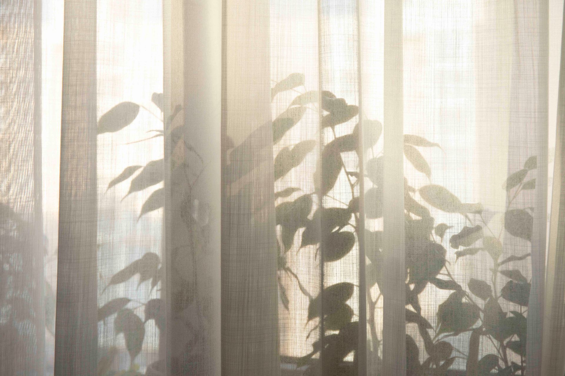 Eine Pflanze wirft einen Schatten auf einen weißen Vorhang.