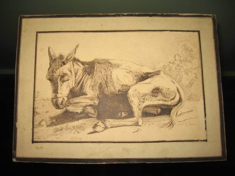 Gravure sur papier représentant un âne couché au sol, de profil.