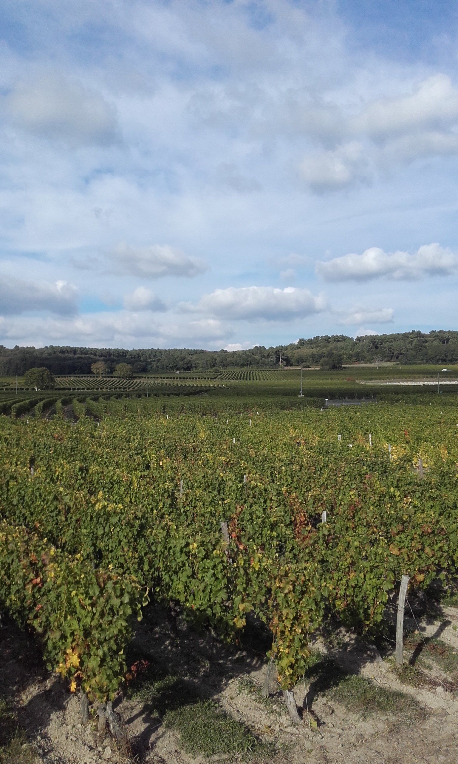 St-Nicolas-de-Bourgueil