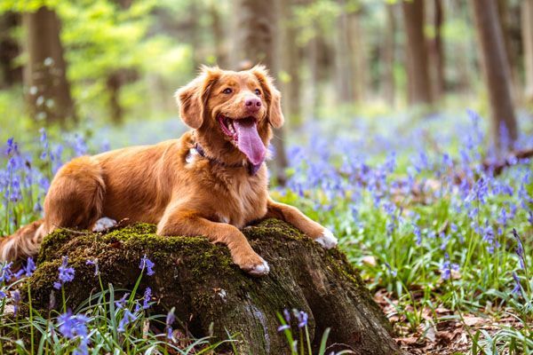Chien brun doré, la langue pendante, allongé sur une bûche moussue au milieu de jacinthes des bois en forêt.
