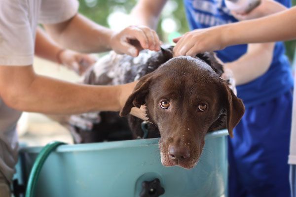 Deux personnes lavent un chien dans une baignoire bleu clair, recouvert de savon, en extérieur.