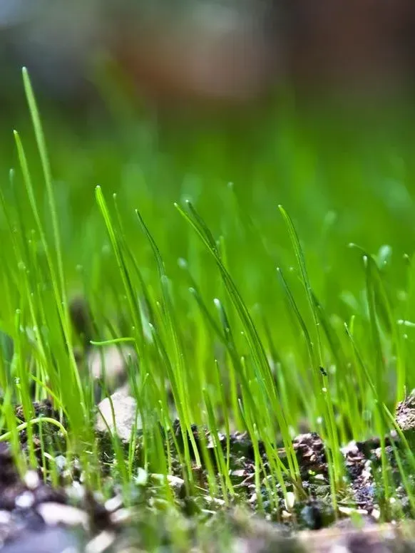 Gros plan sur des brins d'herbe d'un vert éclatant couverts de rosée, poussant dans la douce lumière du matin.