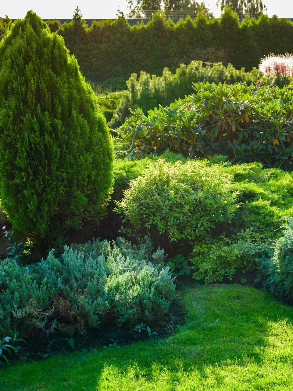 Jardin verdoyant et luxuriant avec arbustes, buissons et pelouse ensoleillée bordée d'une haie.