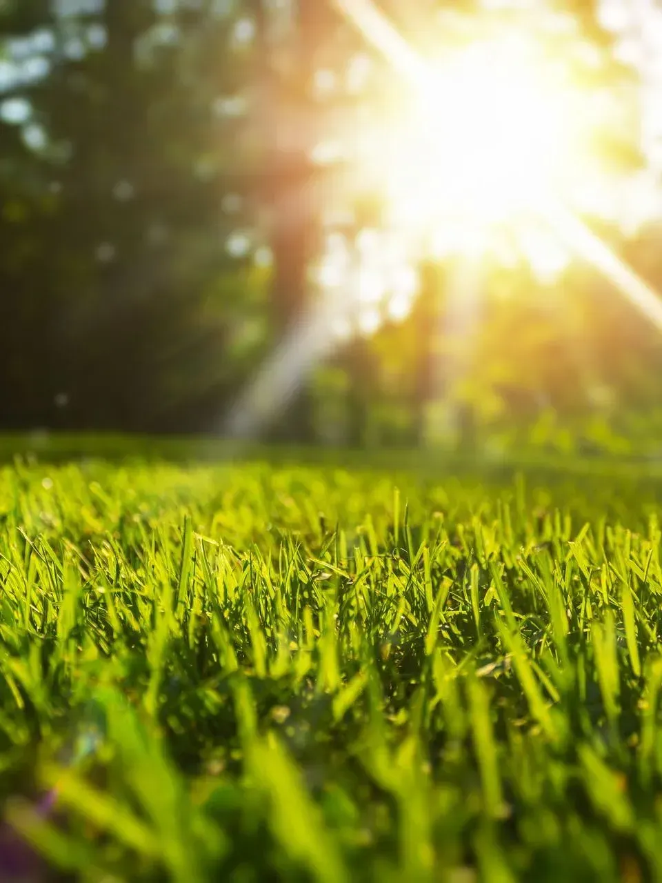 Herbe verte ensoleillée avec des arbres flous et la vive lumière du matin en arrière-plan.