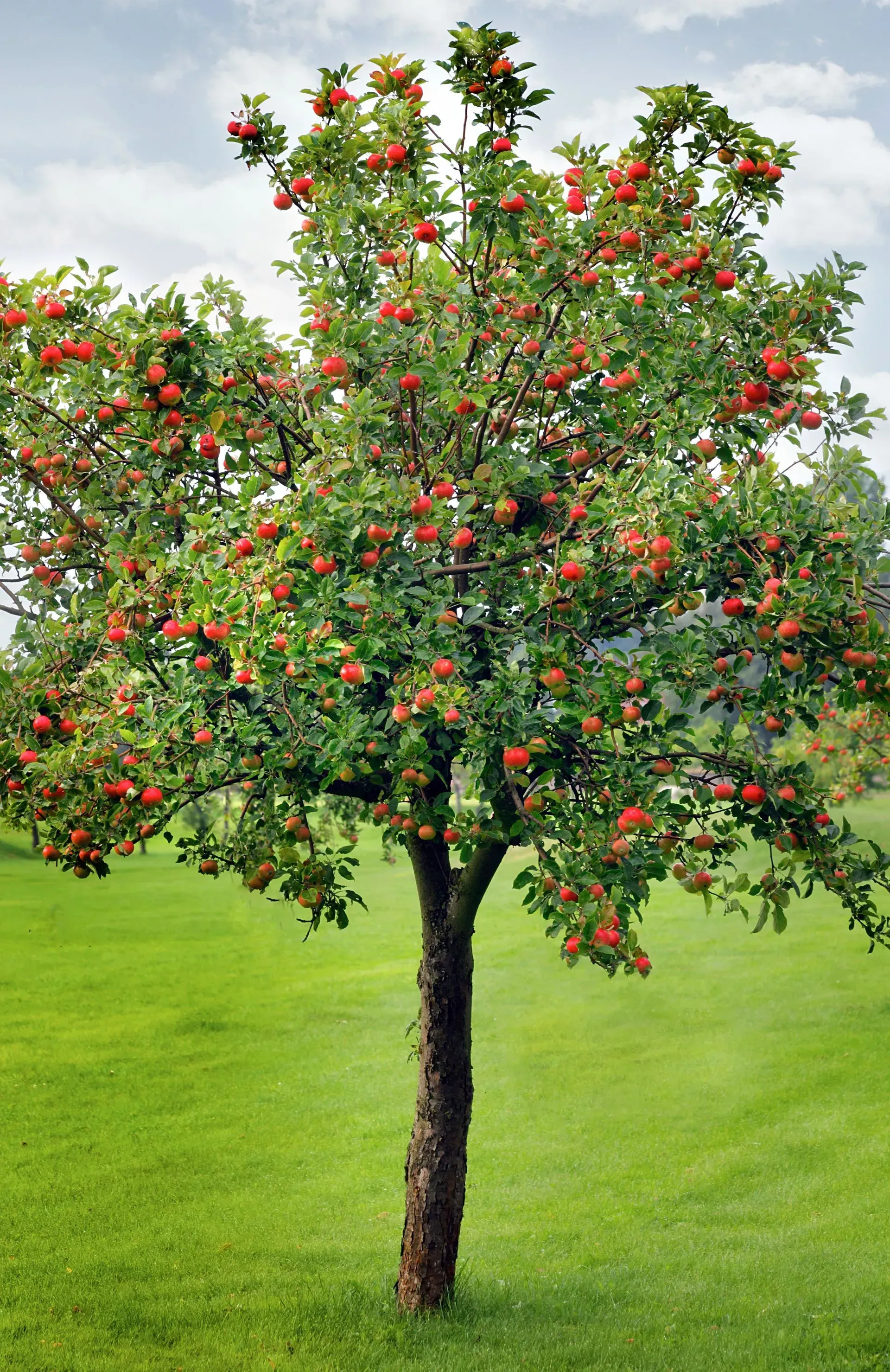 Un pommier solitaire aux fruits rouges se dresse sur une pelouse verte sous un ciel nuageux.