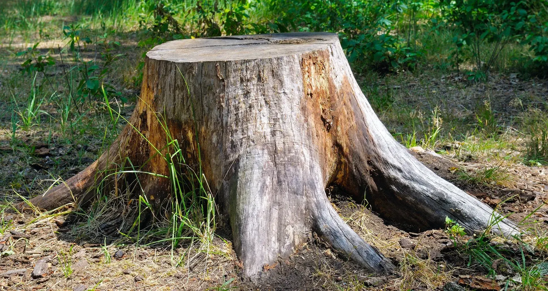 Grosse souche d'arbre coupée dans une zone boisée, entourée d'herbe et de terre.