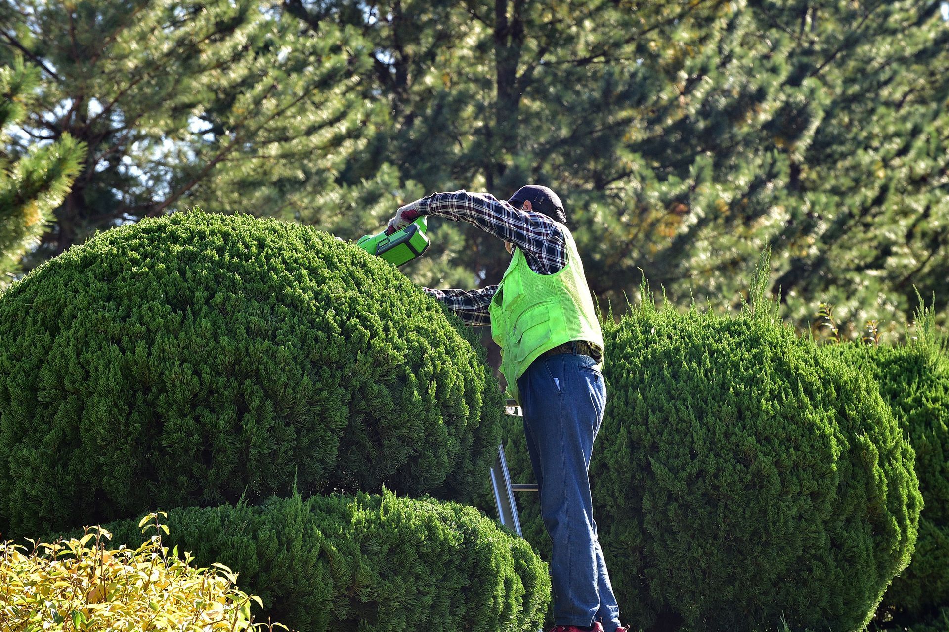 Une personne vêtue d'un haut vert fluo taille une grande haie ronde dans un jardin.