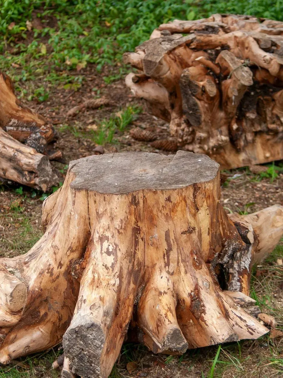 Une grosse souche d'arbre dans une zone boisée, avec des troncs coupés et de l'herbe verte en arrière-plan.