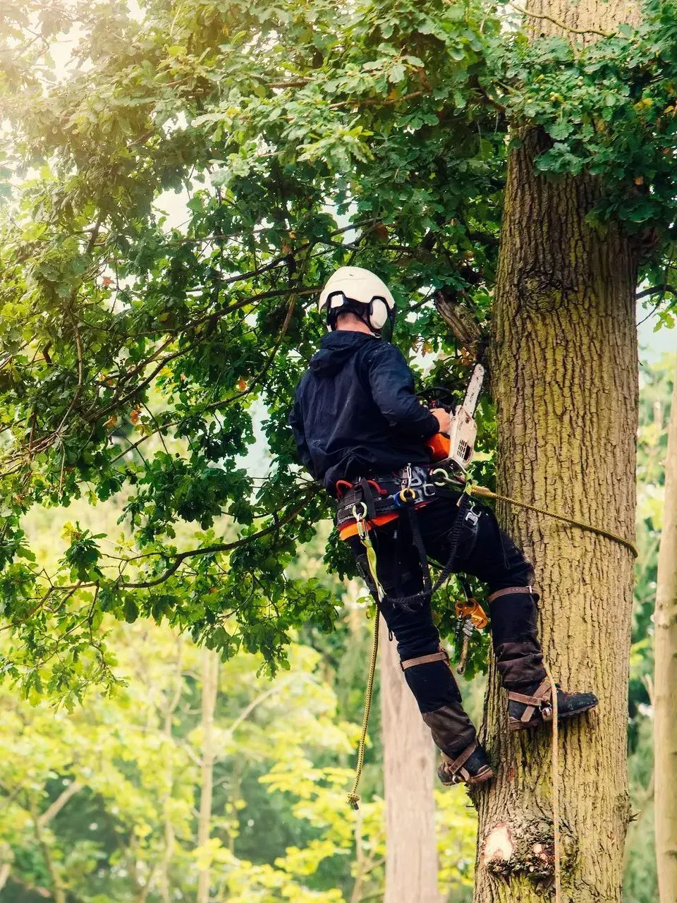 Un élagueur, casqué et harnaché, grimpe à un grand arbre au milieu du feuillage vert.