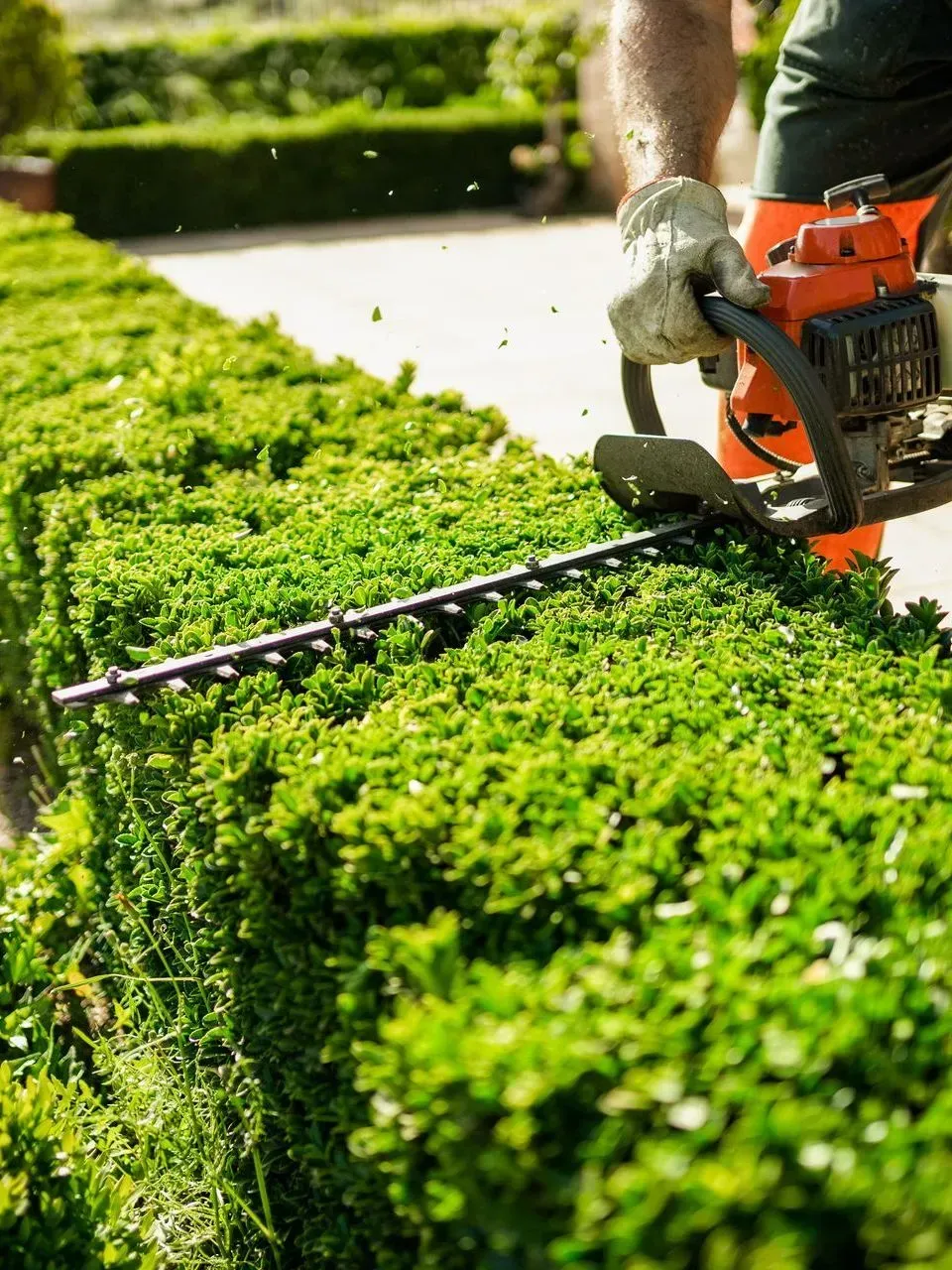 Taille-haie coupant une haie d'un vert éclatant dans un jardin.
