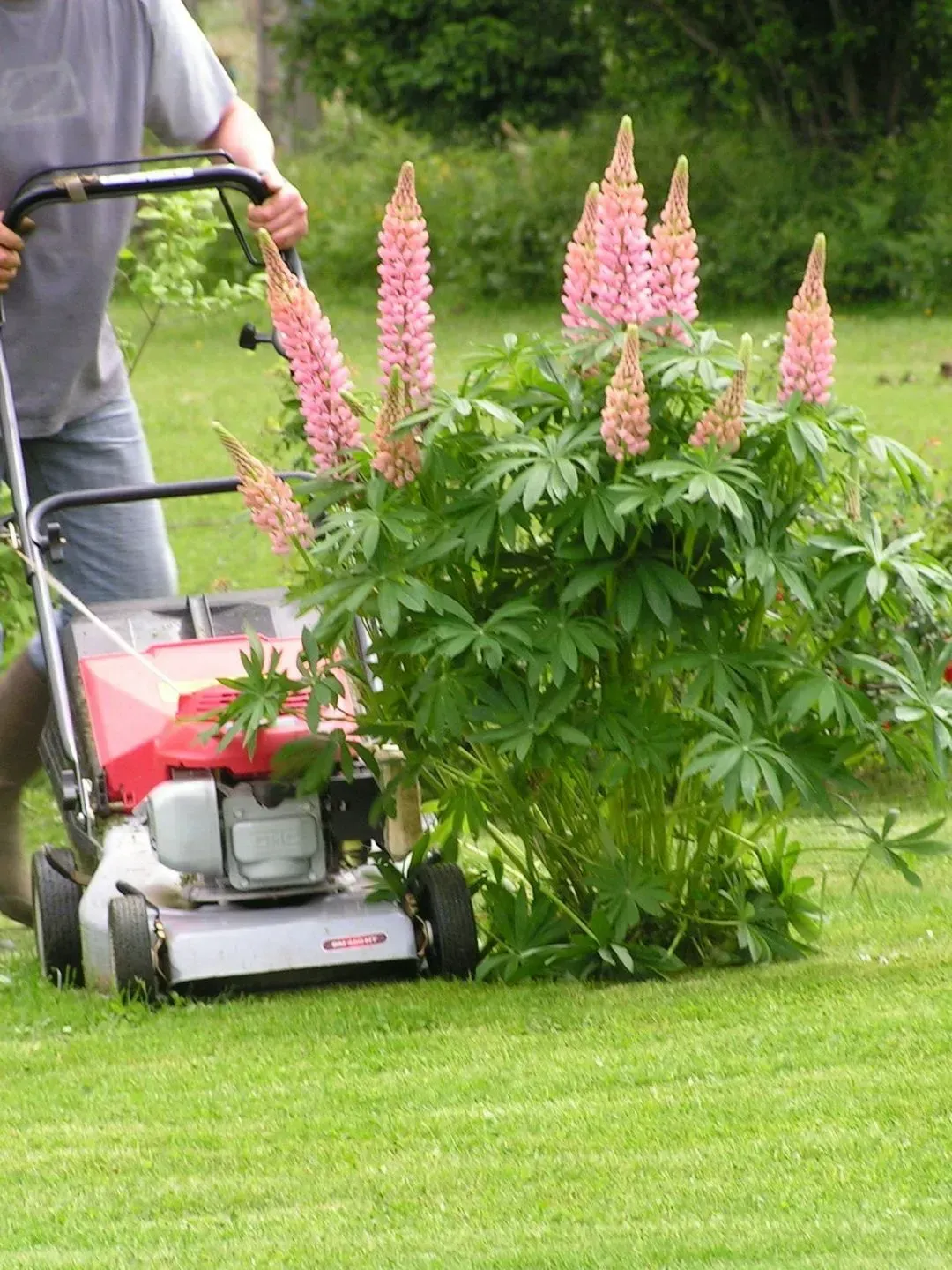 Une personne tond la pelouse près d'un grand buisson à fleurs roses dans un jardin verdoyant.