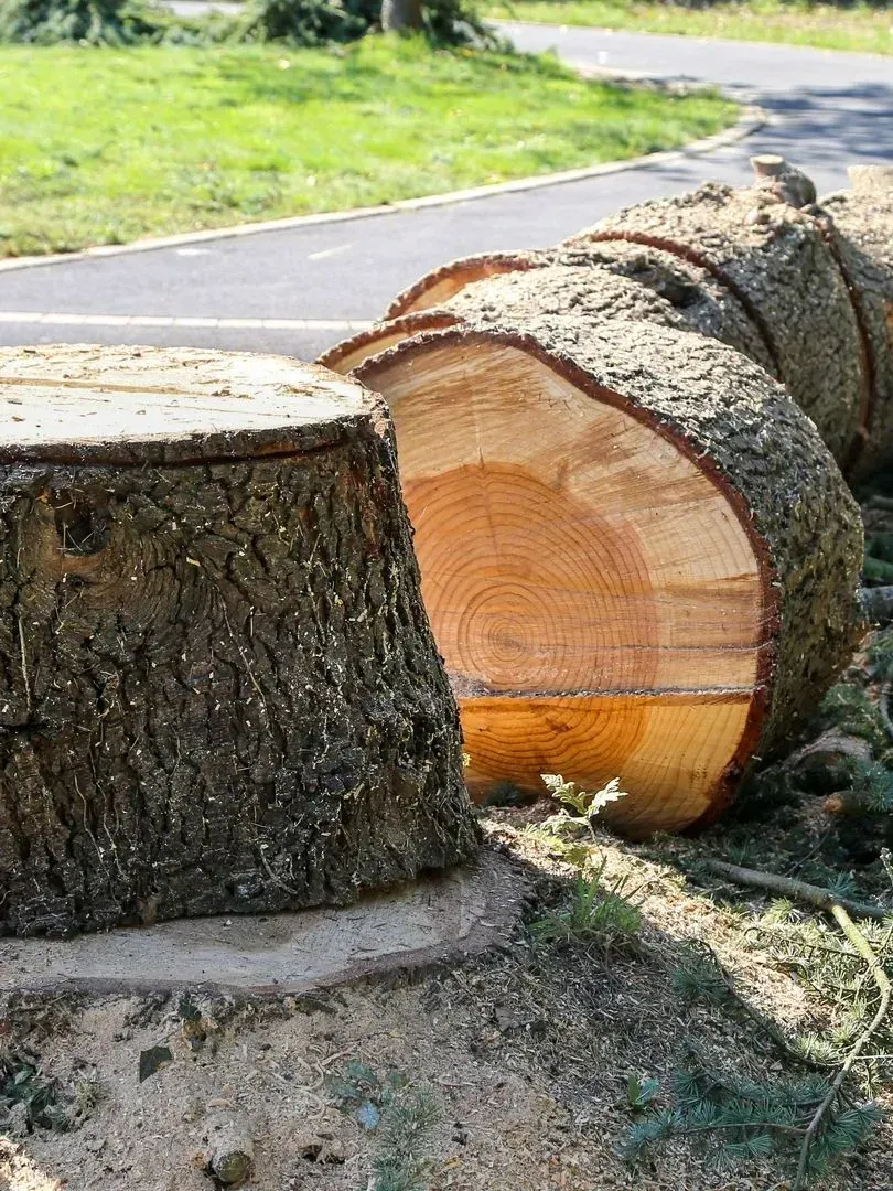 Des bûches coupées bordent un chemin pavé, avec un tronc d'arbre fraîchement scié au premier plan.