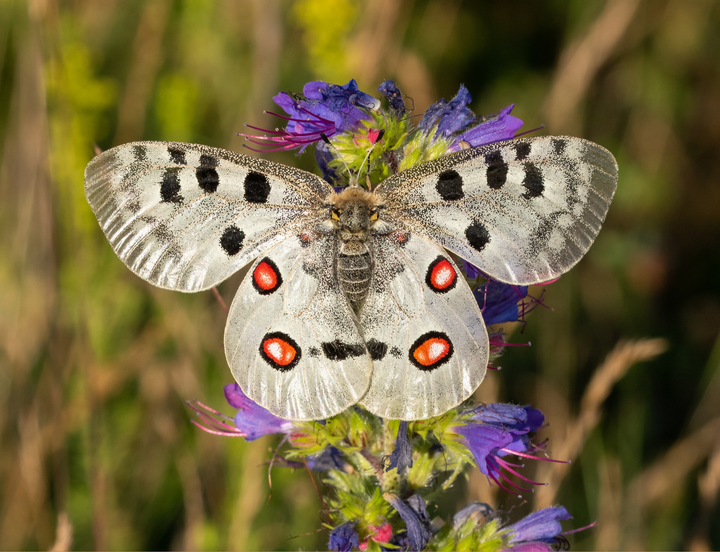 Schmetterling auf einer Wiese