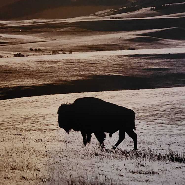 Una fotografía en blanco y negro de un bisonte en un campo nevado.