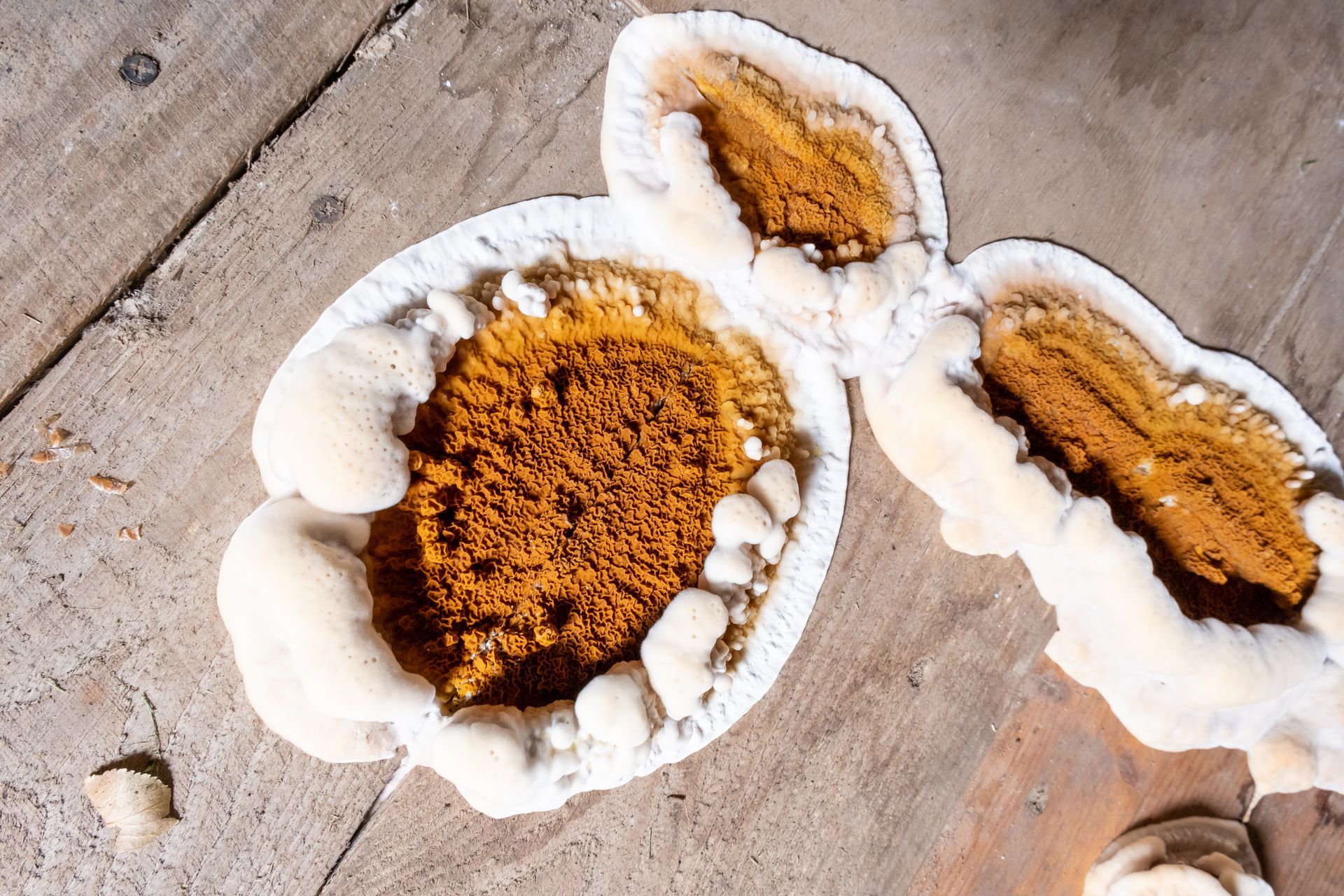 Excroissances blanches, ressemblant à des champignons, avec un centre brun orangé, sur des planches de bois altéré par les intempéries.