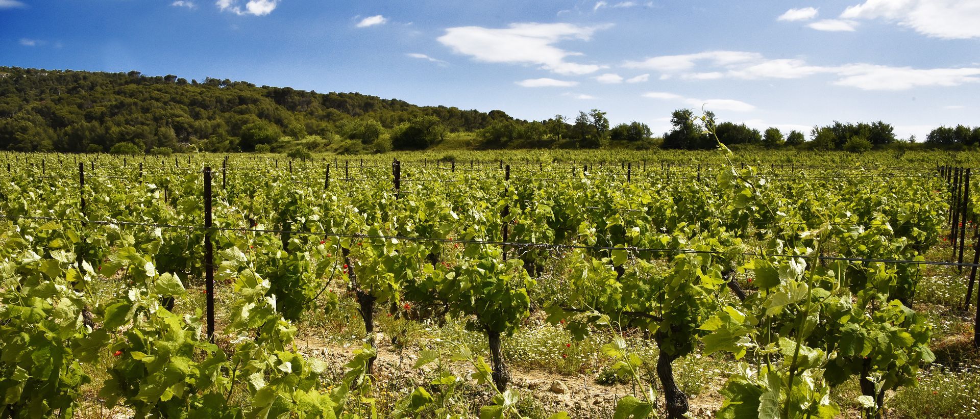 Des rangées de vignes sous un ciel d'un bleu éclatant, avec des arbres à l'horizon.