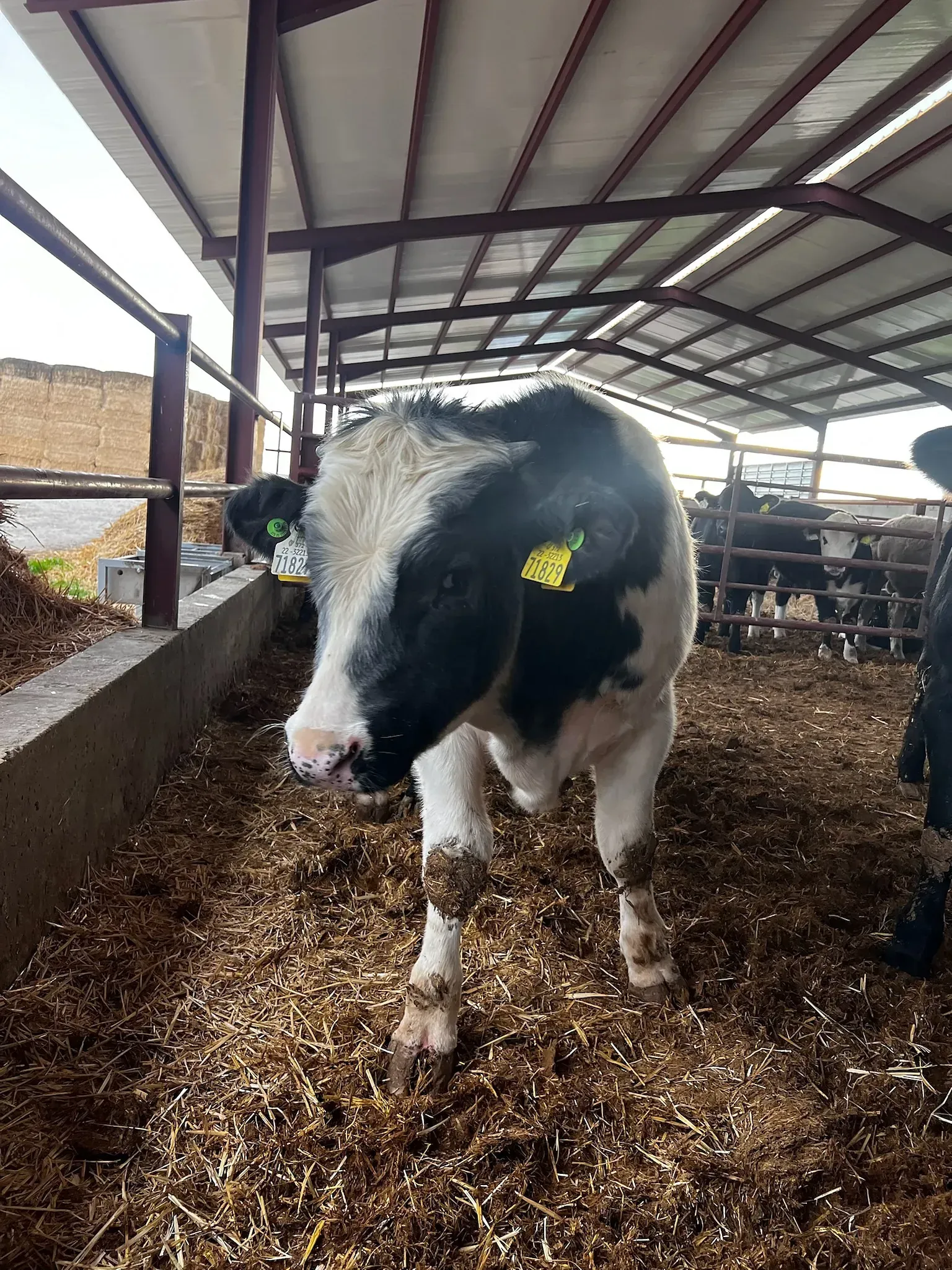 Una vaca blanca y negra con una etiqueta en su oreja está parada en un granero.