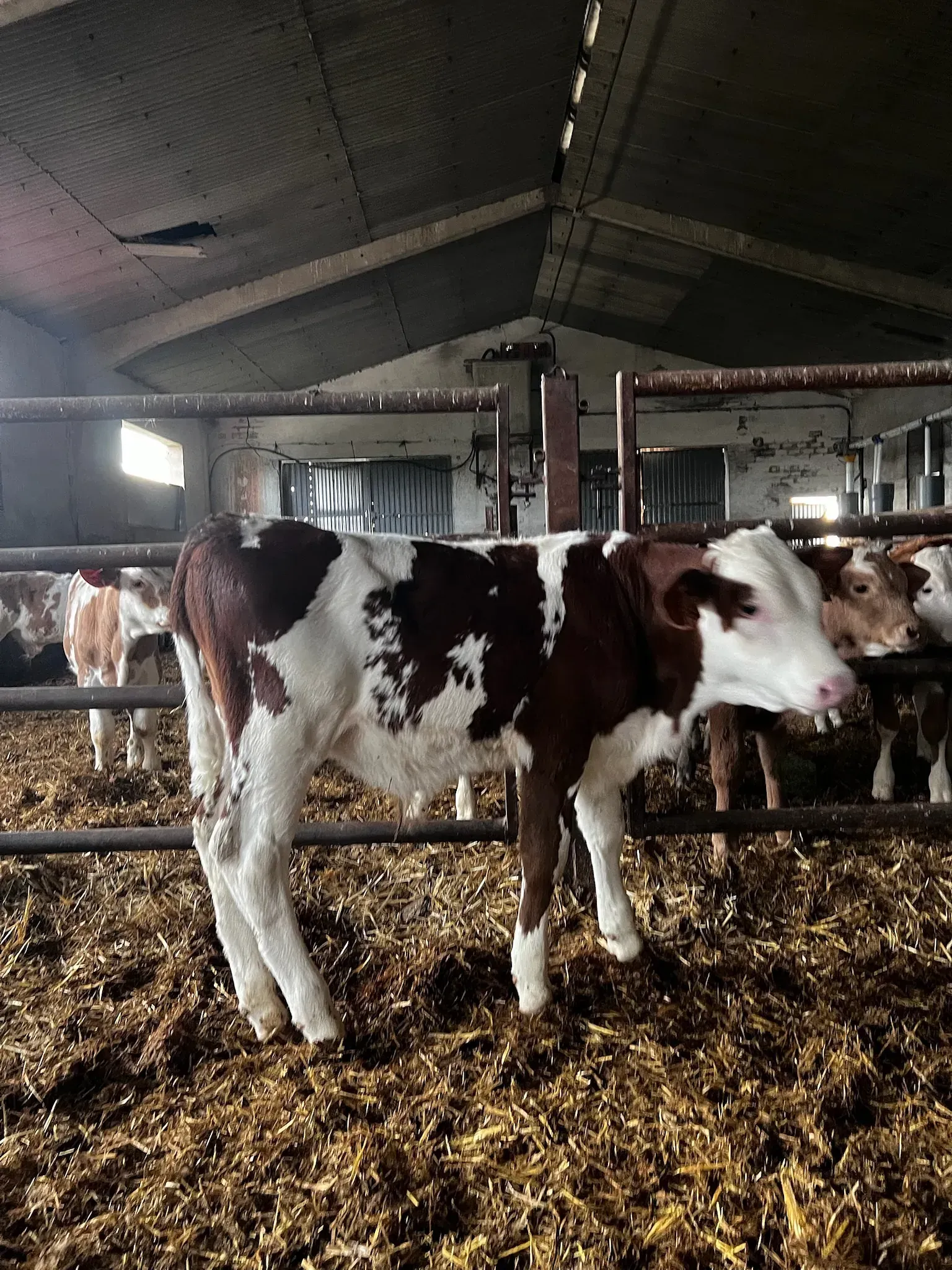 Un ternero marrón y blanco está parado en un corral con otras vacas.