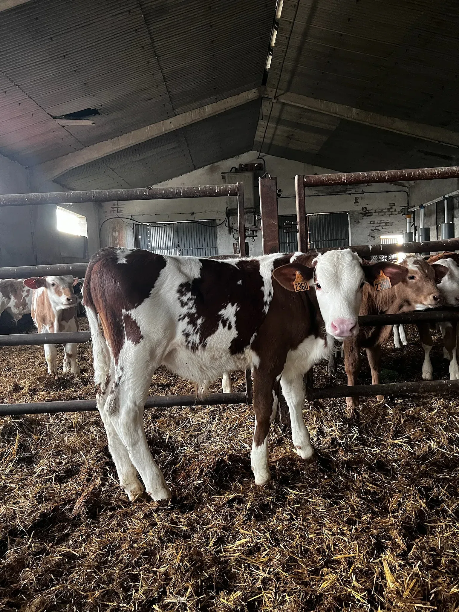 Un ternero marrón y blanco está parado en un corral con otras vacas.
