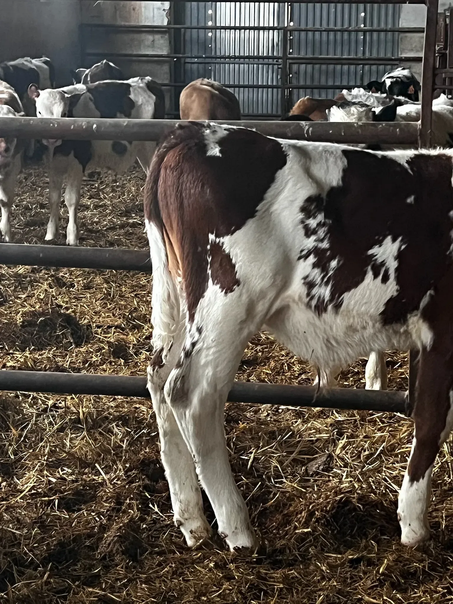 Una vaca marrón y blanca está parada en un corral con otras vacas.