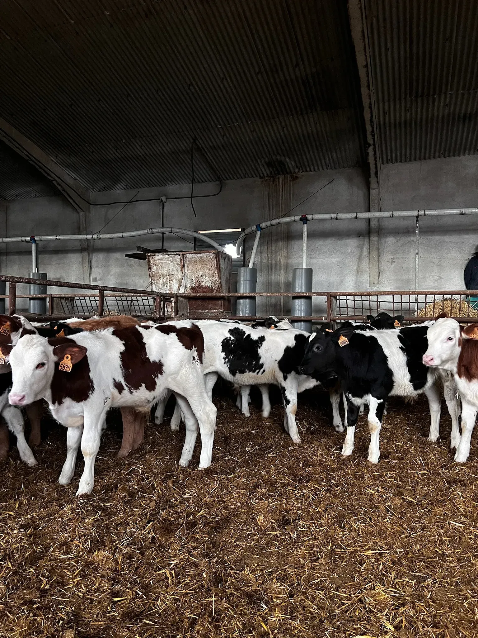 Una manada de vacas blancas y negras se encuentran en un granero.