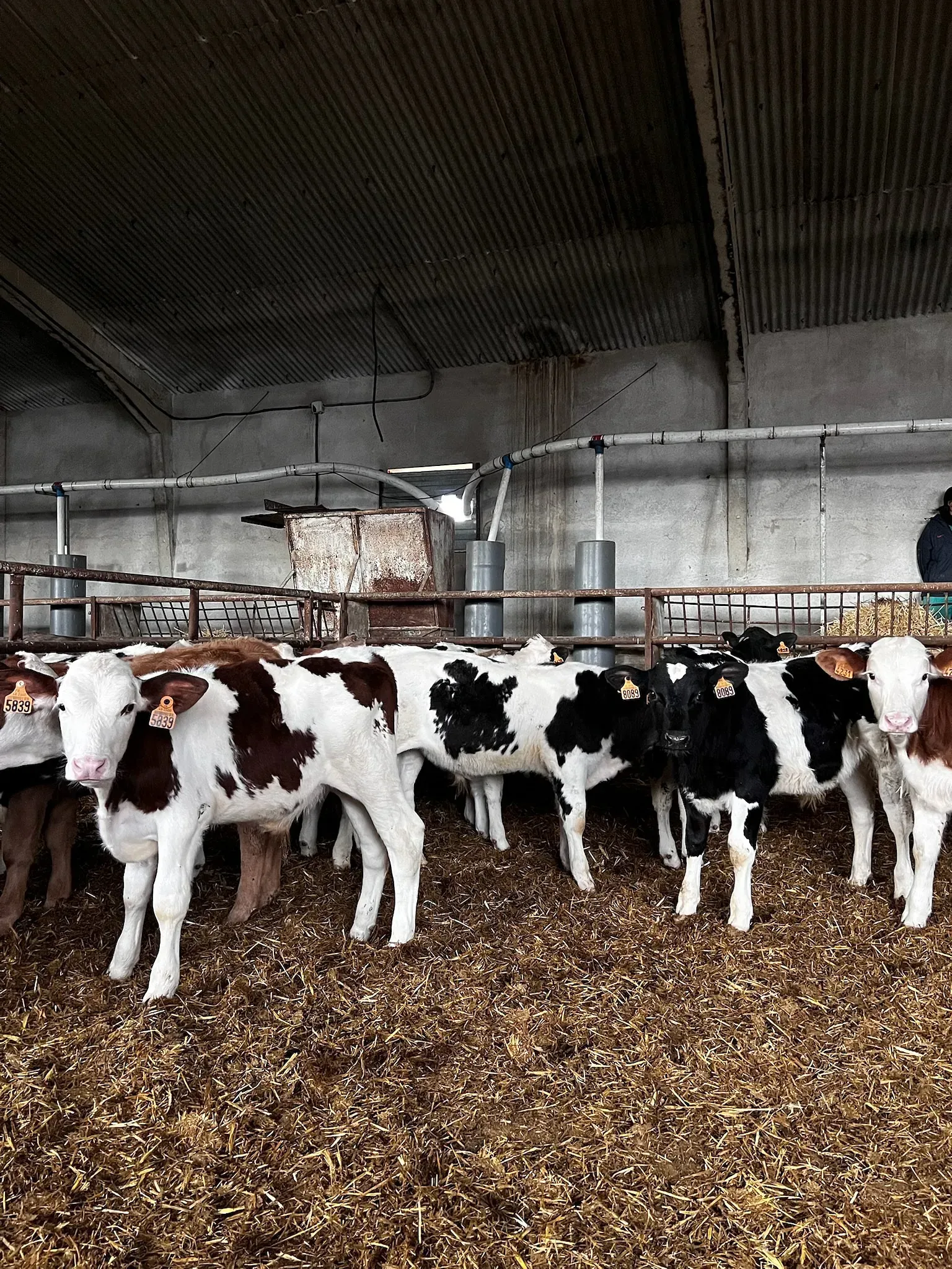 Una manada de terneros marrones y blancos de pie en un granero.