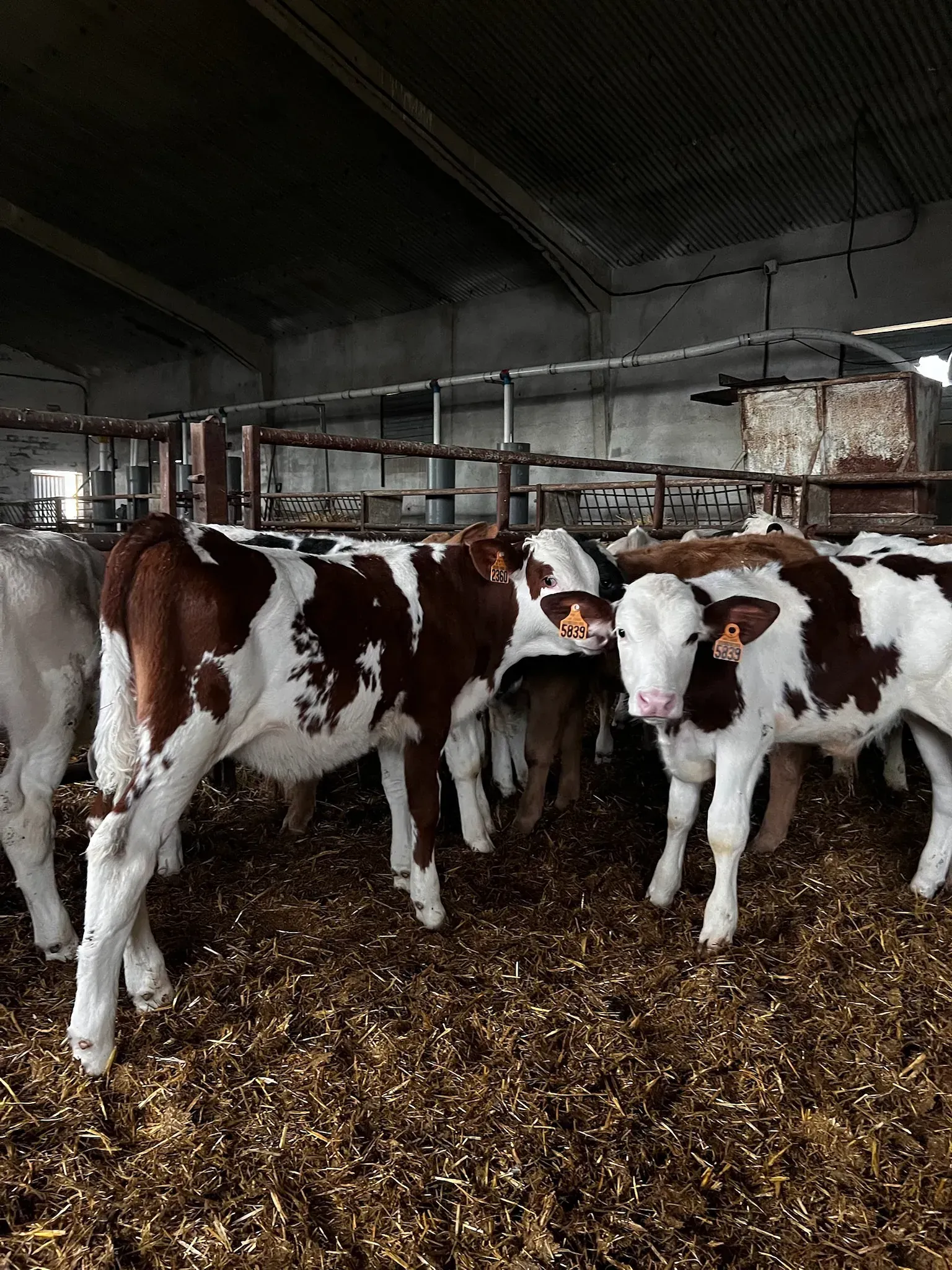 Una manada de terneros marrones y blancos están parados en un granero.