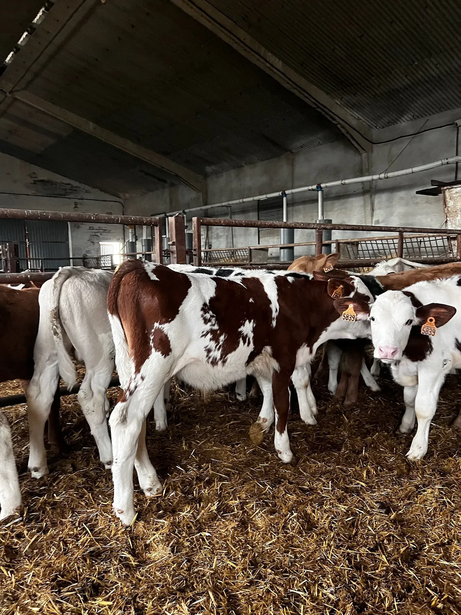 Una manada de terneros marrones y blancos están parados en un granero.