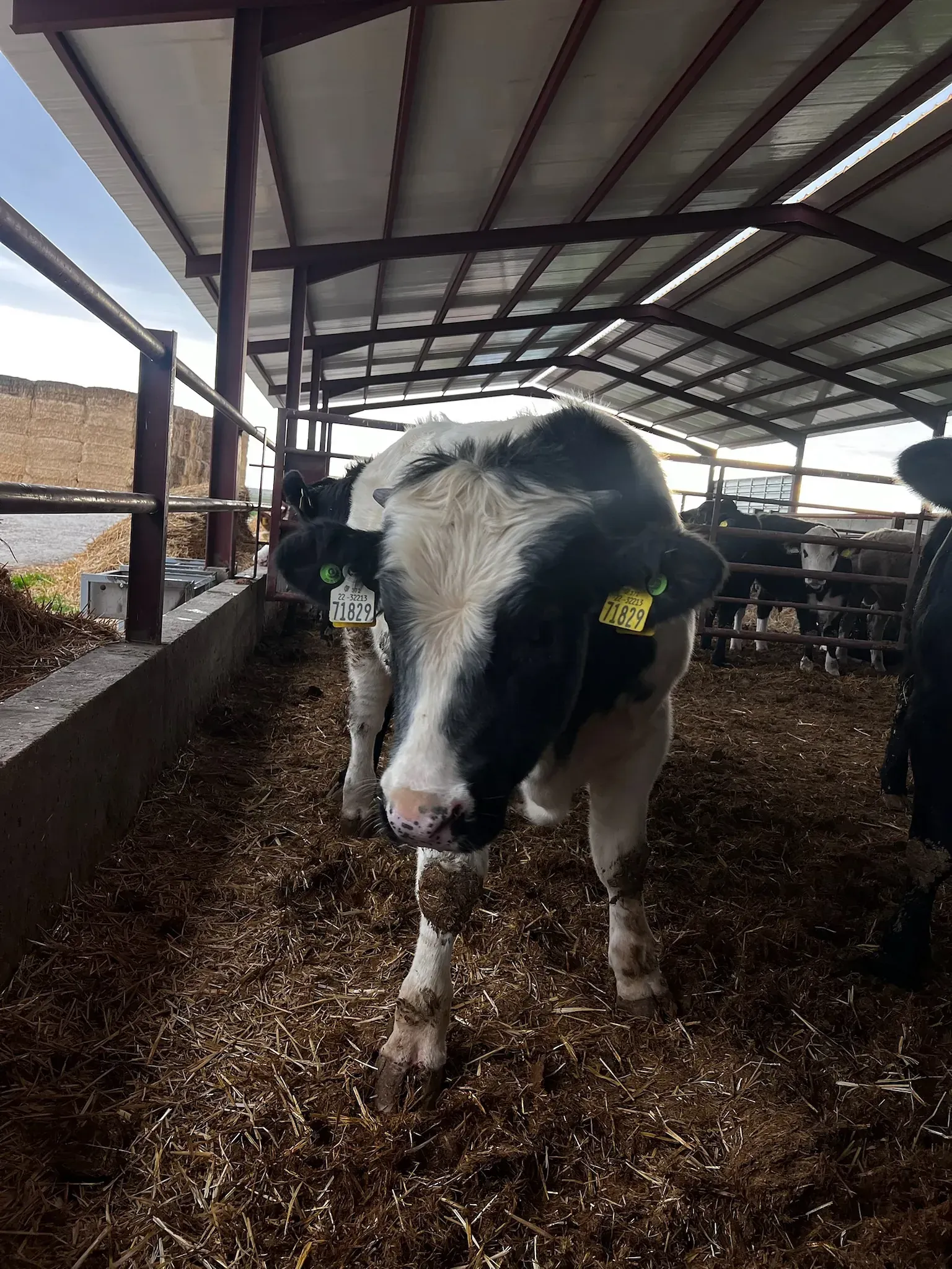 Una vaca blanca y negra con una etiqueta en su oreja está parada en un granero.