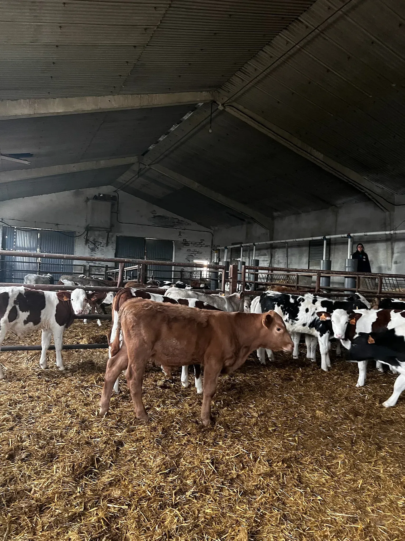 Una manada de vacas está parada en un granero comiendo heno.
