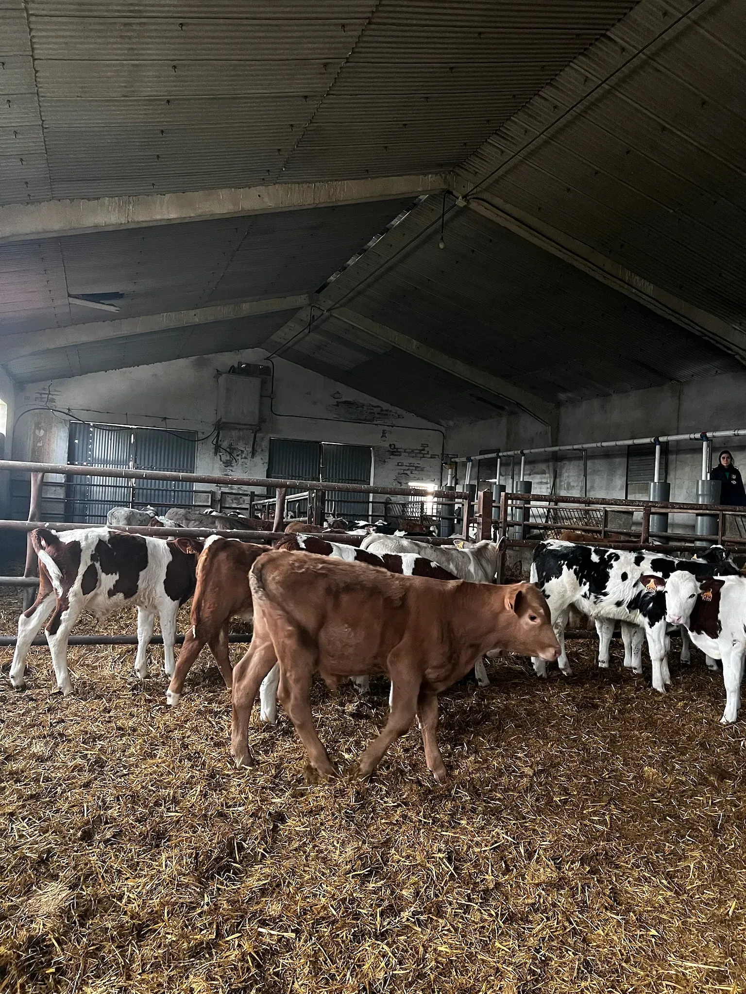 Una manada de vacas está parada en un granero.