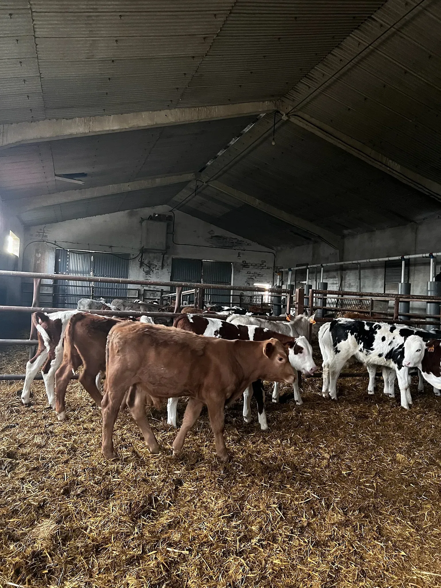 Una manada de vacas está parada en un granero comiendo heno.