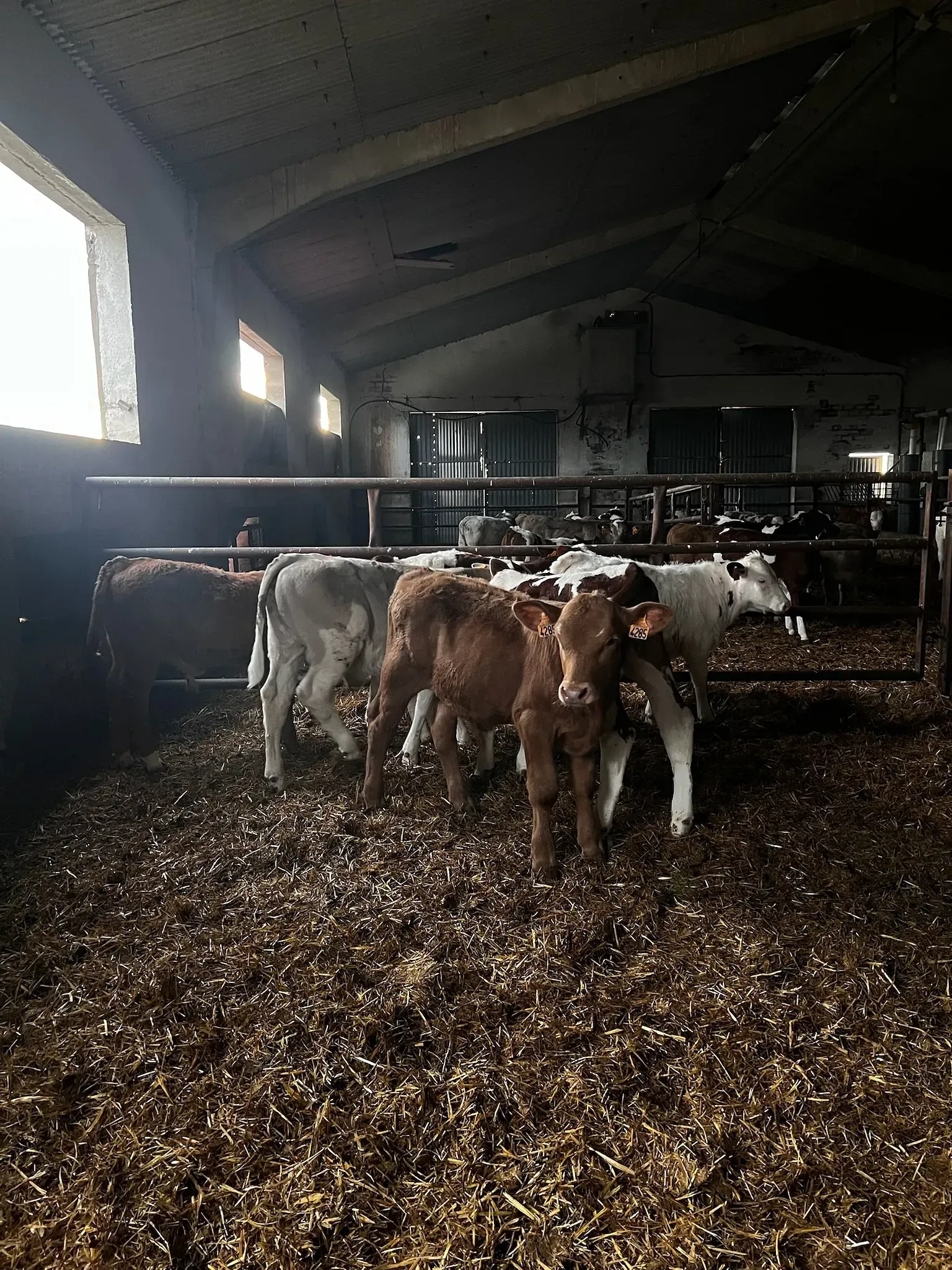 Una manada de vacas están paradas en un granero mirando a la cámara.