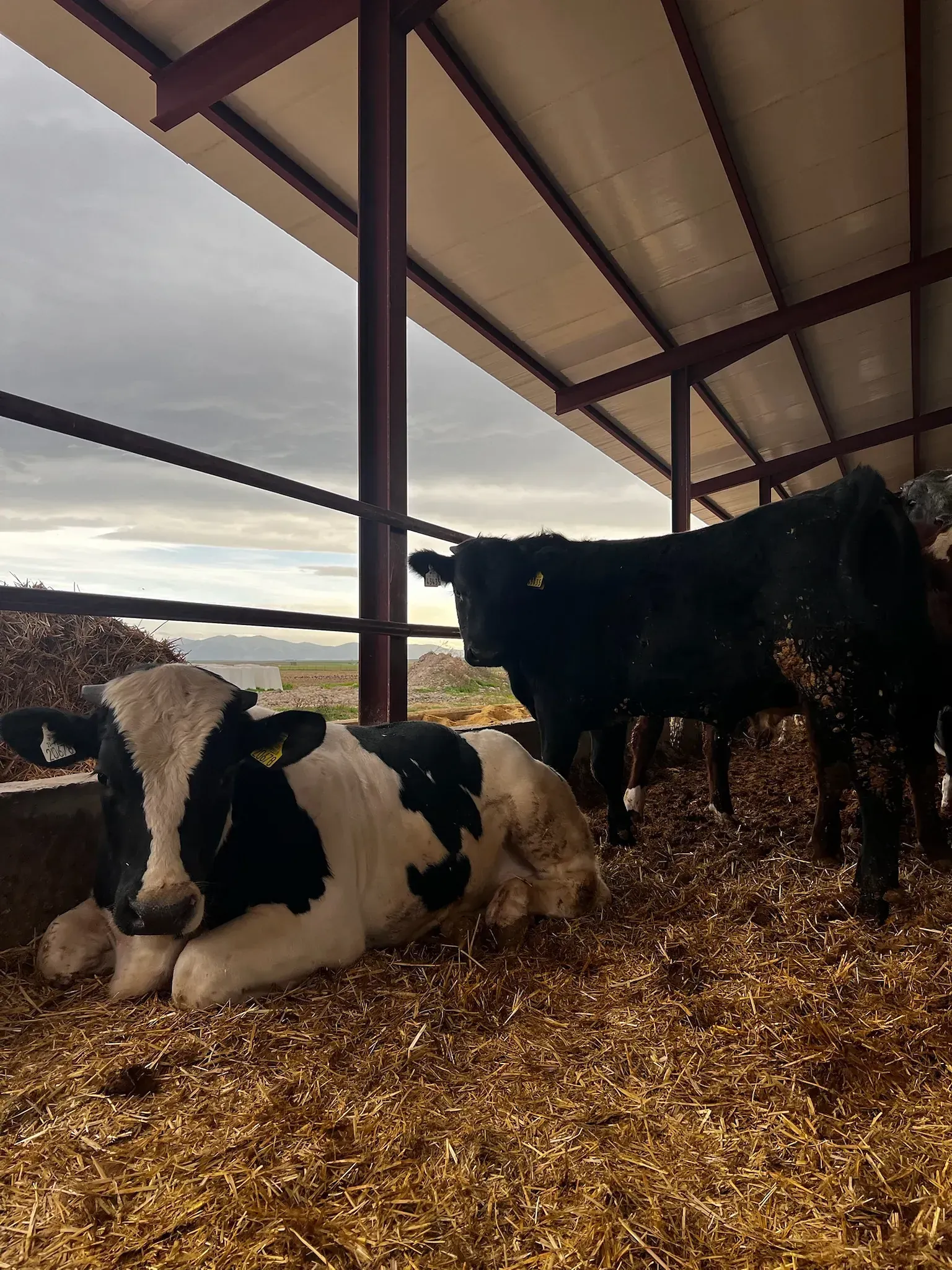 Una vaca blanca y negra está acostada sobre una pila de heno.