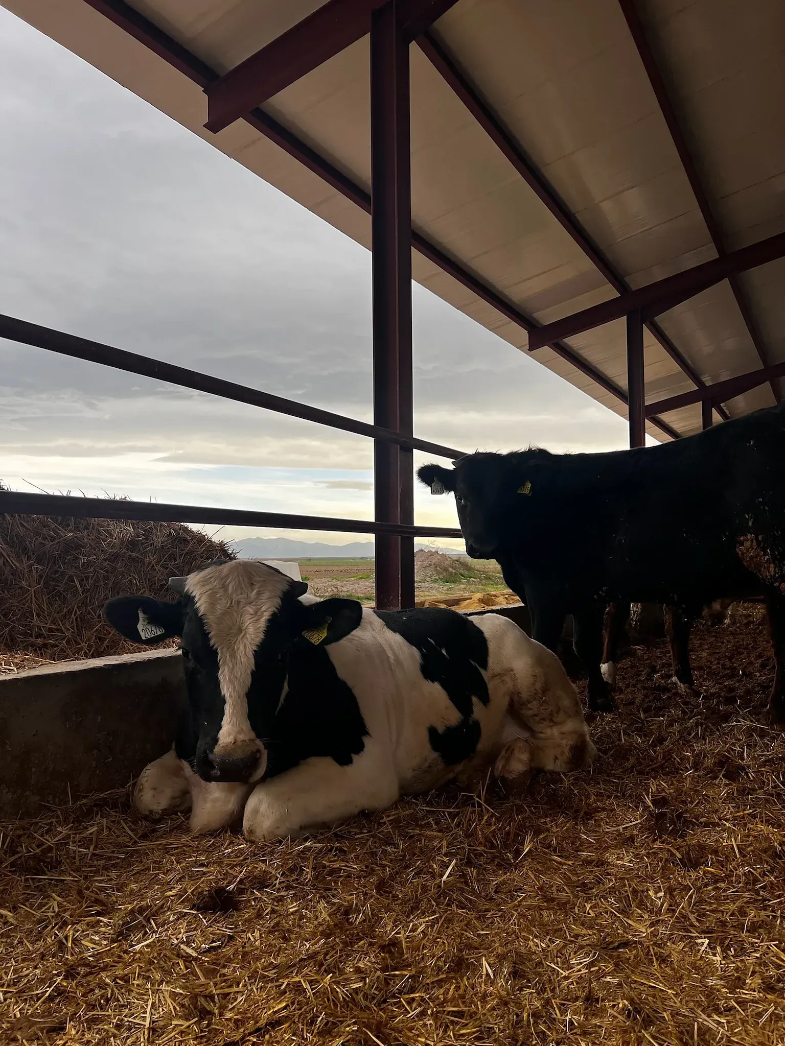 Una vaca blanca y negra está acostada en un granero