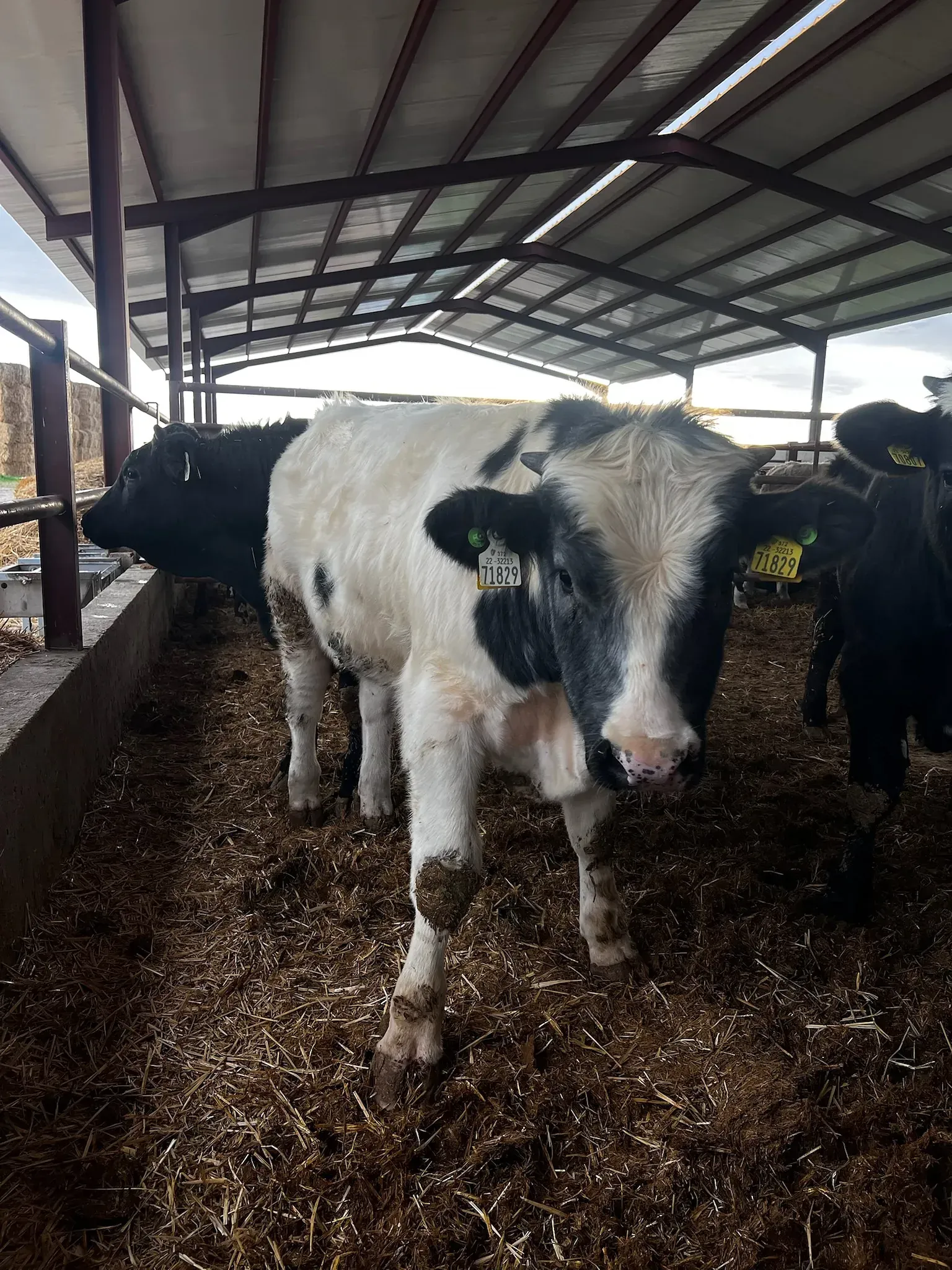 Una vaca blanca y negra está parada en un granero con otras vacas.
