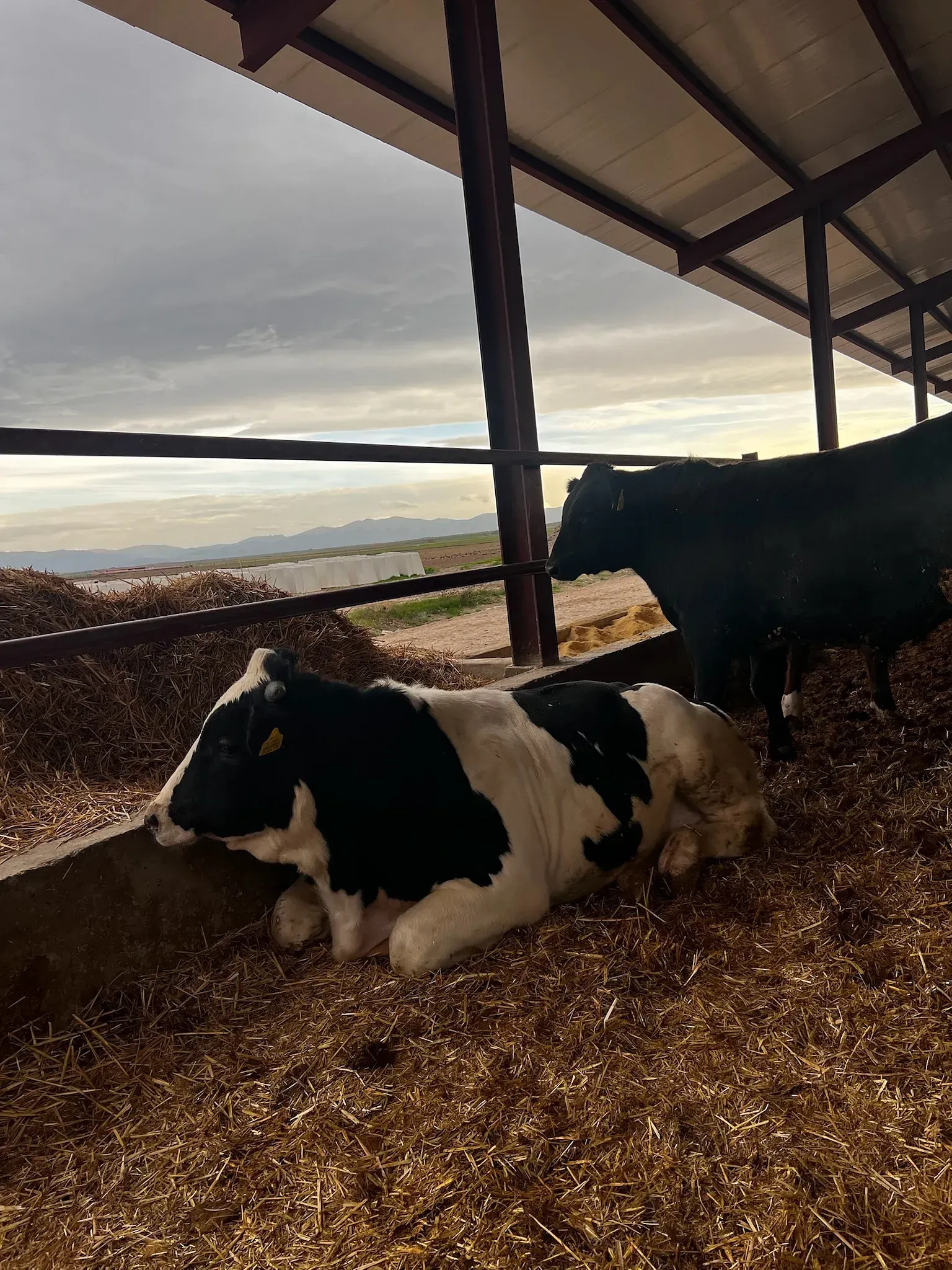 Una vaca blanca y negra está acostada sobre una pila de heno.